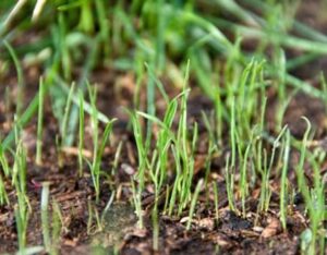 Seedlings