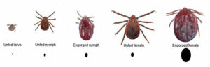 Asian Longhorned Tick