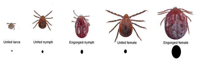 Asian Longhorned Tick